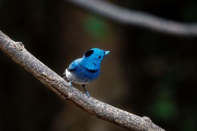 Schwarzgenickschnäpper (M) / Black-naped Monarch