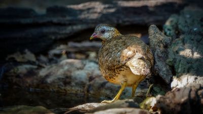 Grünfuß Buschwachtel / Scaly-breasted Partridge (Green-legged Hill-partridge)