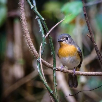 Tickellblauschnäpper (W) / Tickell's Blue-flycatcher