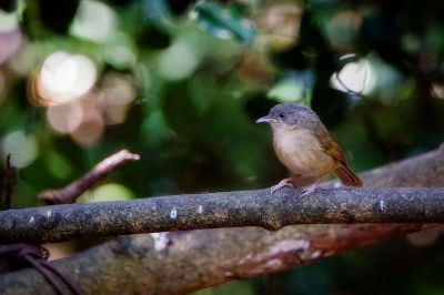 Graukopfalcippe / Brown-cheeked Fulvetta