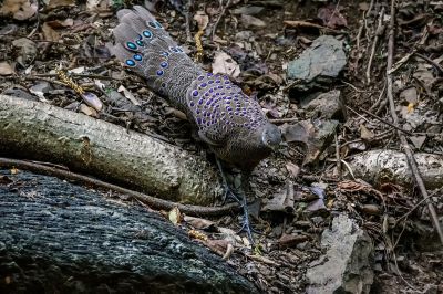 Grauer Pfaufasan (M) / Grey Peacock-pheasant