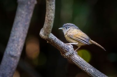 Graukopfalcippe / Brown-cheeked Fulvetta