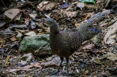 Grauer Pfaufasan (M) / Grey Peacock-pheasant