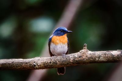 Tickellblauschnäpper (M) / Tickell's Blue-flycatcher