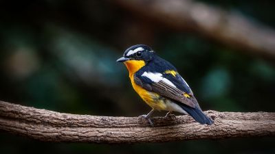 Goldschnäpper (M) / Yellow-rumped Flycatcher