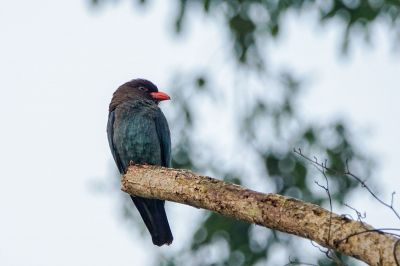 Dollarvogel / Dollarbird