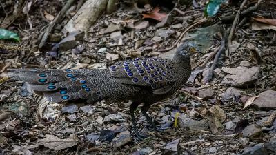 Grauer Pfaufasan (M) / Grey Peacock-pheasant
