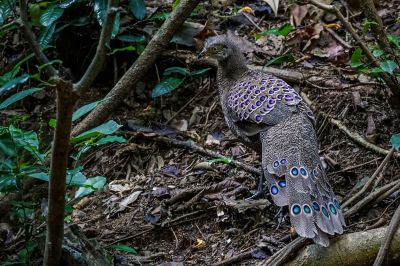 Grauer Pfaufasan (M) / Grey Peacock-pheasant