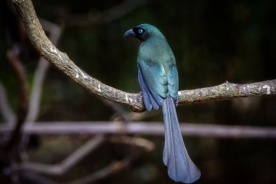 Spatelbaumelster / Racket-tailed Treepie