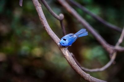 Schwarzgenickschnäpper (M) / Black-naped Monarch