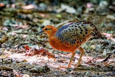 Augenwachtel / Ferruginous Partridge