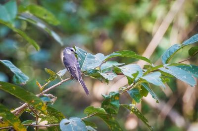 Fahlbürzel-Mennigvogel / Swinhoe's Minivet