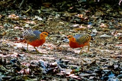 Augenwachtel / Ferruginous Partridge