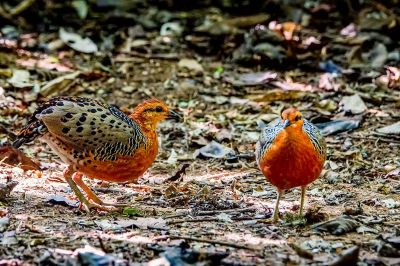 Augenwachtel / Ferruginous Partridge