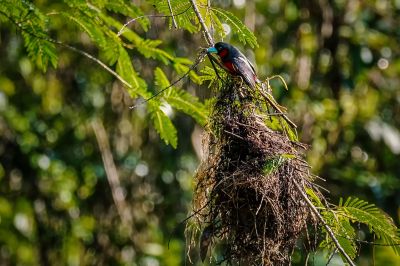 Kellenschnabel-Breitrachen / Black-and-red Broadbill