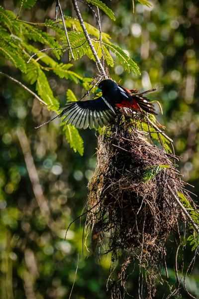 Kellenschnabel-Breitrachen / Black-and-red Broadbill