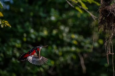 Kellenschnabel-Breitrachen / Black-and-red Broadbill