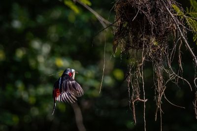 Kellenschnabel-Breitrachen / Black-and-red Broadbill