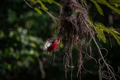 Kellenschnabel-Breitrachen / Black-and-red Broadbill