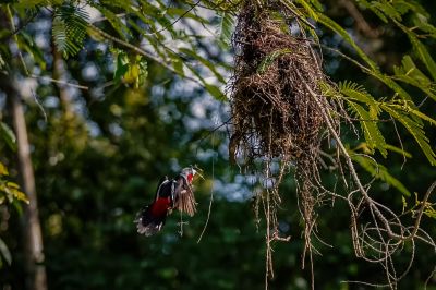 Kellenschnabel-Breitrachen / Black-and-red Broadbill