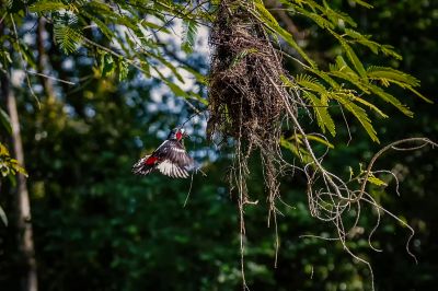 Kellenschnabel-Breitrachen / Black-and-red Broadbill