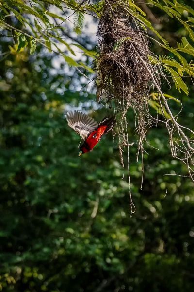 Kellenschnabel-Breitrachen / Black-and-red Broadbill