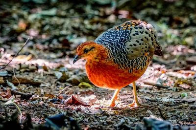 Augenwachtel / Ferruginous Partridge