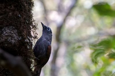 Schieferhäherling / Sunda Laughingthrush