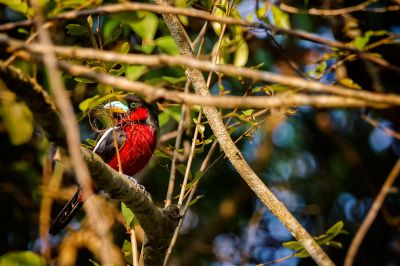 Kellenschnabel-Breitrachen / Black-and-red Broadbill