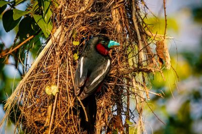 Kellenschnabel-Breitrachen / Black-and-red Broadbill