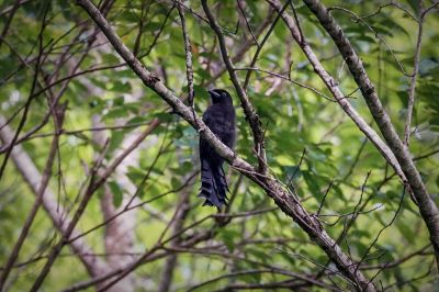 Leiterschwanzelster (J) / Ratchet-tailed Treepie