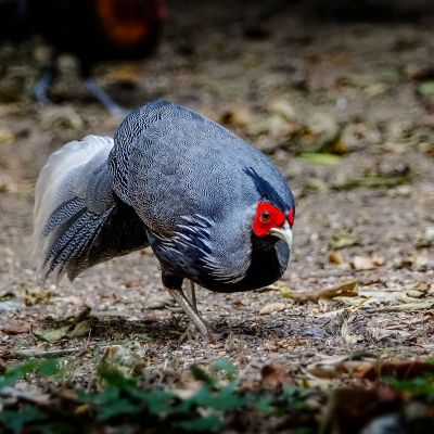 Kalifasan (M) (L.l.lineata) - Kalij Pheasant