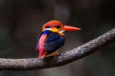 Dschungelzwergfischer, oder auch Orientalischer Zwergfischer / Black-backed Kingfisher, oder auch Oriental Dwarf-kingfisher