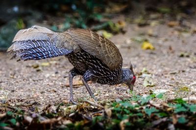 Kalifasan (W) (L.l.lineata) - Kalij Pheasant