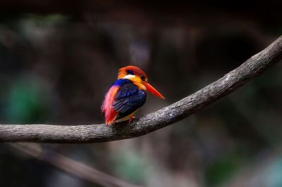 Dschungelzwergfischer - Orientalischer Zwergfischer / Black-backed Kingfisher - Oriental Dwarf-kingfisher