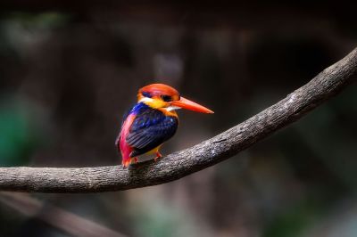 Dschungelzwergfischer - Orientalischer Zwergfischer / Black-backed Kingfisher - Oriental Dwarf-kingfisher