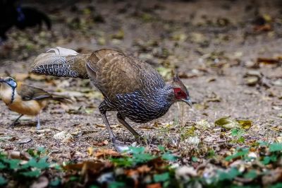 Kalifasan (W) (L.l.lineata) - Kalij Pheasant