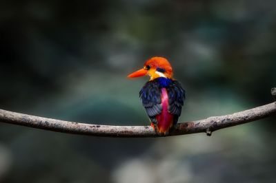 Dschungelzwergfischer - Orientalischer Zwergfischer / Black-backed Kingfisher - Oriental Dwarf-kingfisher