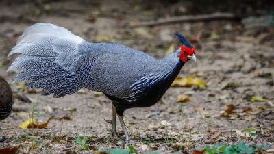 Kalifasan (M) (L.l.lineata) - Kalij Pheasant