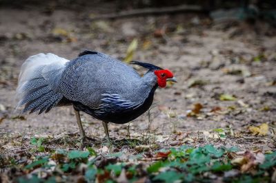 Kalifasan (M) (L.l.lineata) - Kalij Pheasant