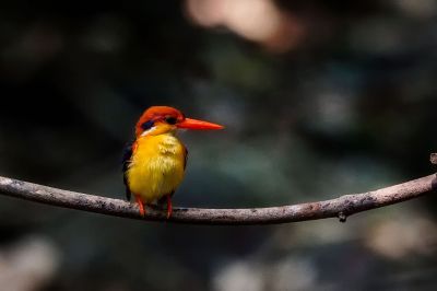 Dschungelzwergfischer - Orientalischer Zwergfischer / Black-backed Kingfisher - Oriental Dwarf-kingfisher