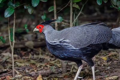 Kalifasan (M) (L.l.lineata) - Kalij Pheasant