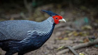 Kalifasan (M) (L.l.lineata) - Kalij Pheasant