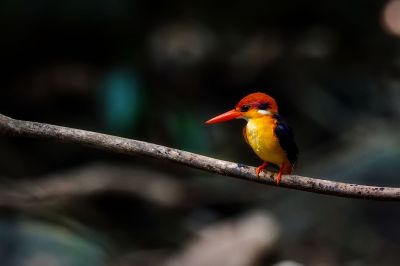 Dschungelzwergfischer - Orientalischer Zwergfischer / Black-backed Kingfisher - Oriental Dwarf-kingfisher