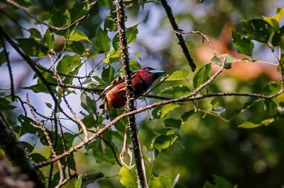 Purpurkopf-Breitrachen / Banded Broadbill