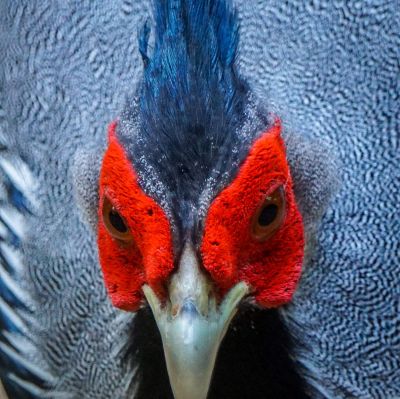 Kalifasan (M) (L.l.lineata) - Kalij Pheasant