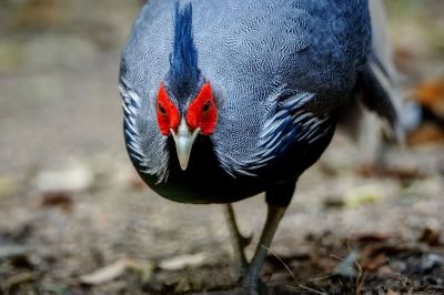 Kalifasan (M) (L.l.lineata) - Kalij Pheasant