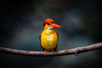 Dschungelzwergfischer - Orientalischer Zwergfischer / Black-backed Kingfisher - Oriental Dwarf-kingfisher