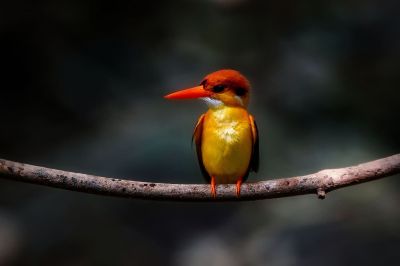 Dschungelzwergfischer - Orientalischer Zwergfischer / Black-backed Kingfisher - Oriental Dwarf-kingfisher