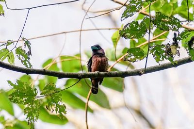 Purpurkopf-Breitrachen / Banded Broadbill